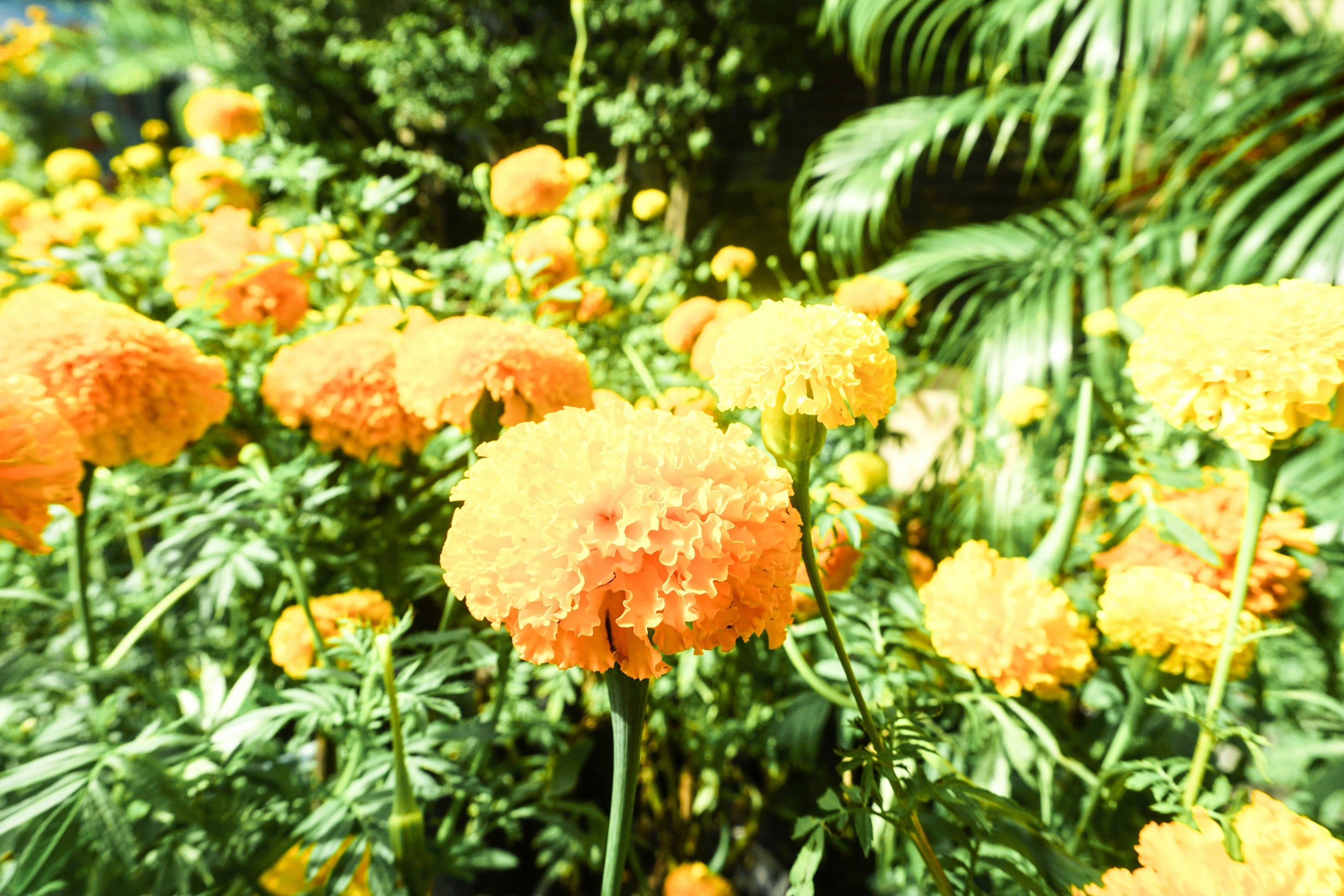 Marigolds for His Majesty King Bhumibol Adulyadej