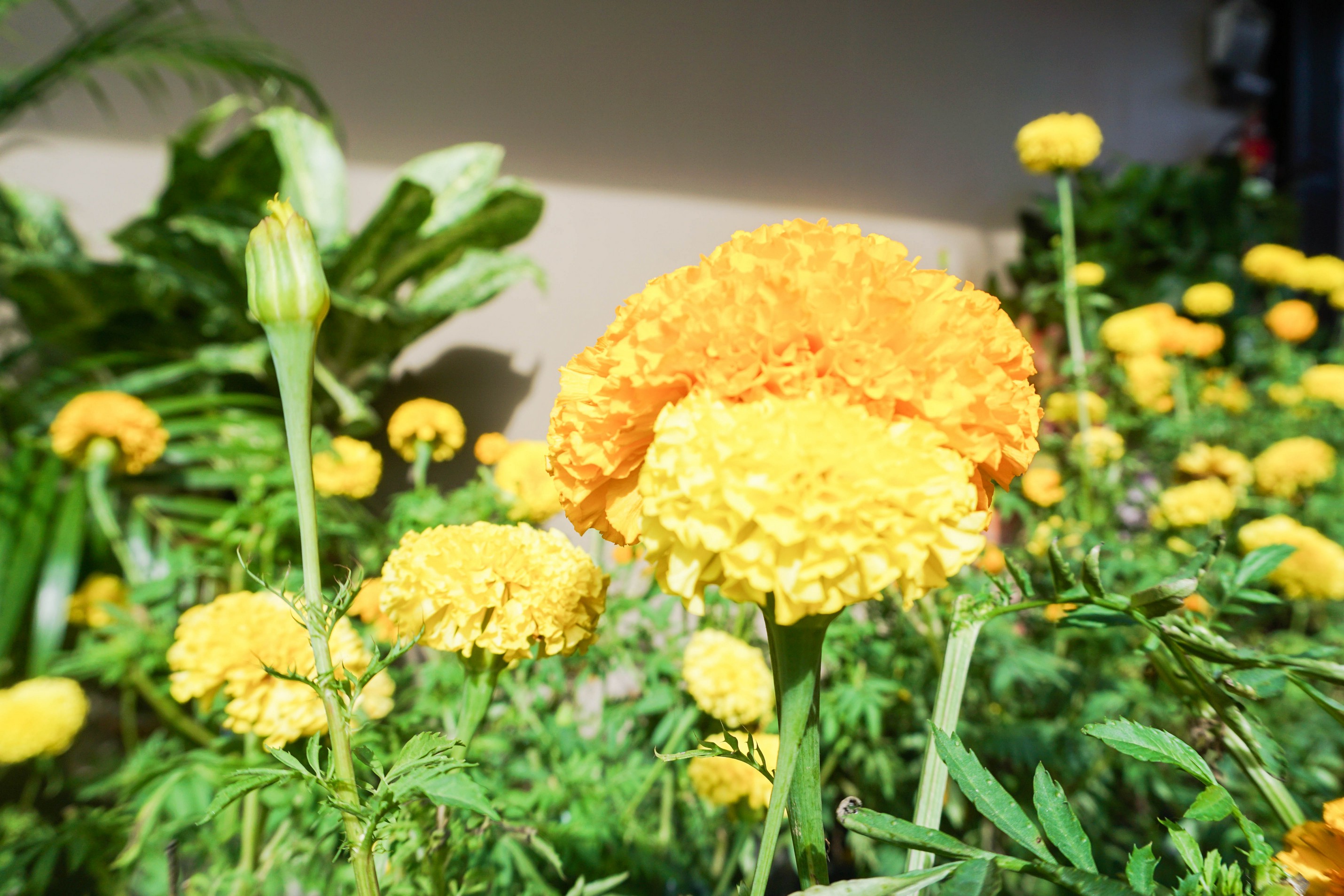 Marigolds for His Majesty King Bhumibol Adulyadej