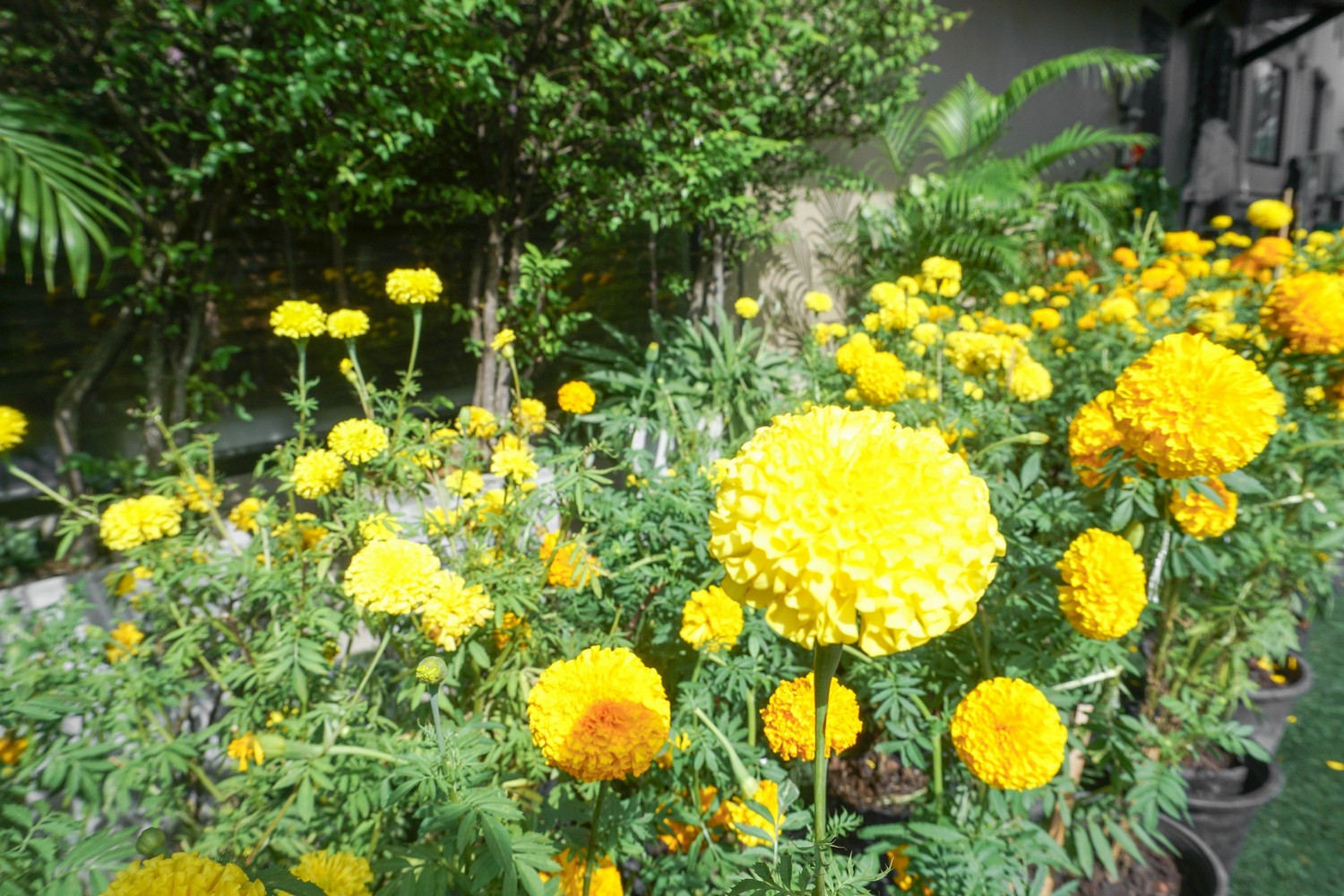Marigolds for His Majesty King Bhumibol Adulyadej